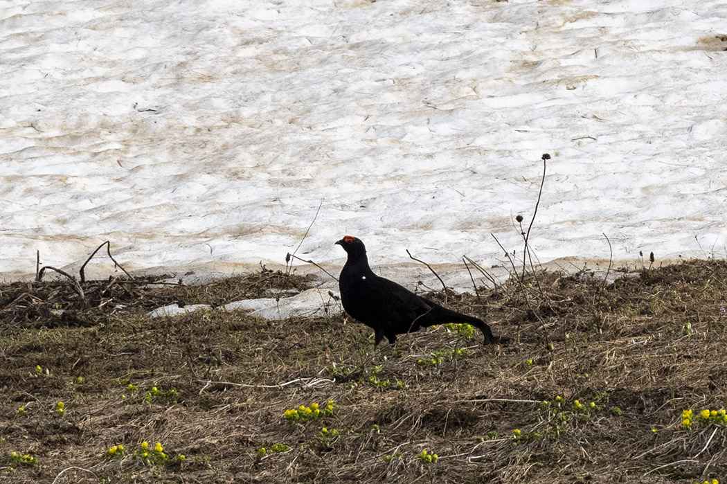 Caucasian Grouse